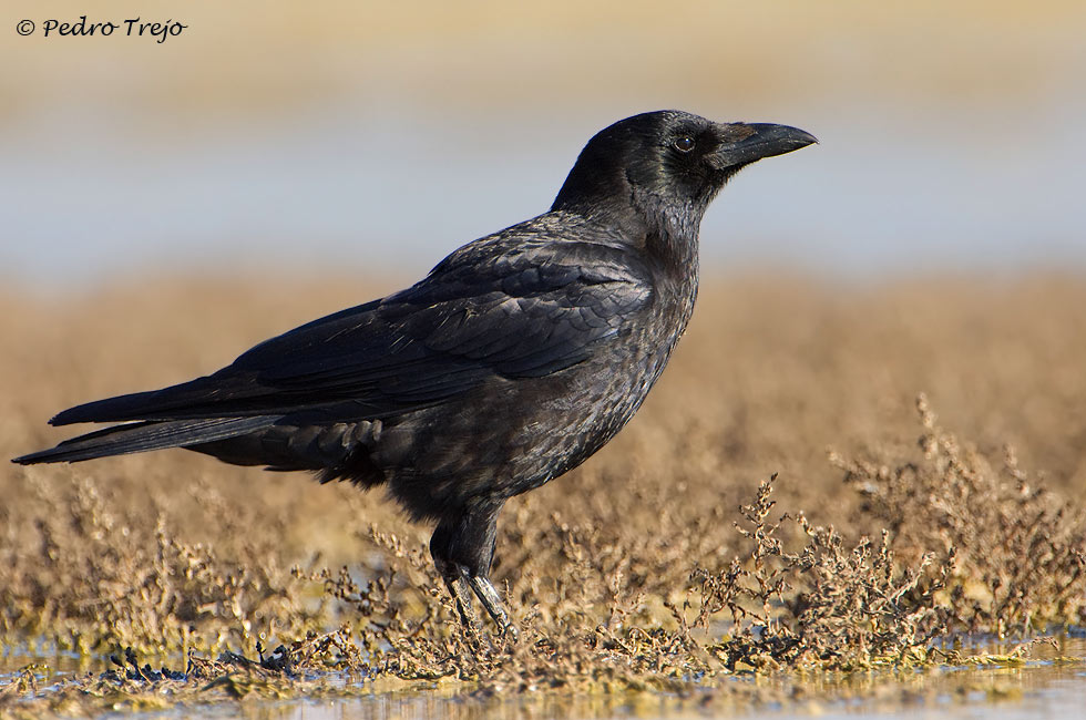 Corneja negra (Corvus corone corone)